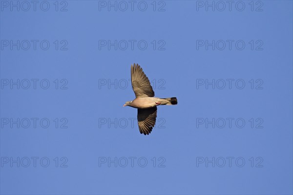 Common wood pigeon