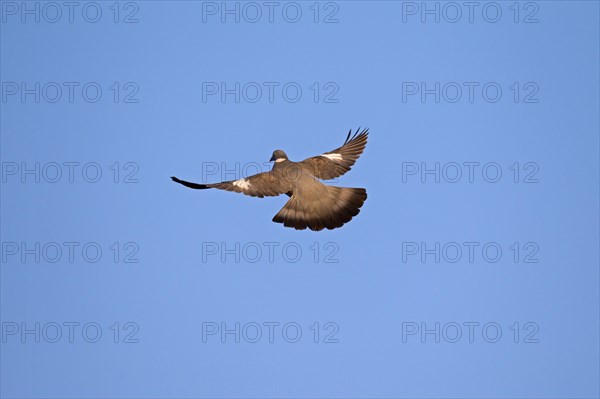 Common wood pigeon