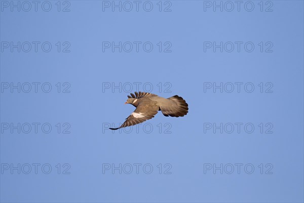 Common wood pigeon