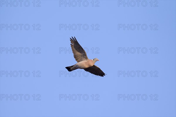 Common wood pigeon