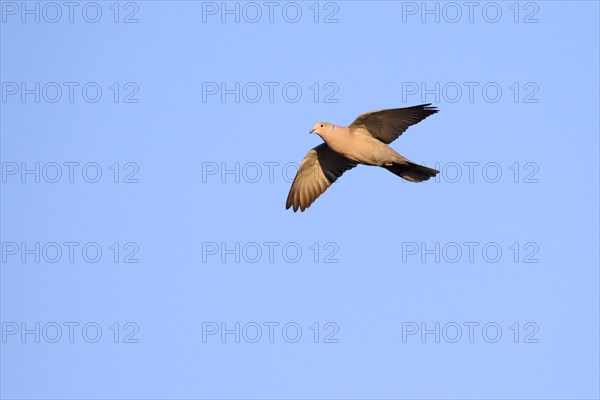 Eurasian collared dove