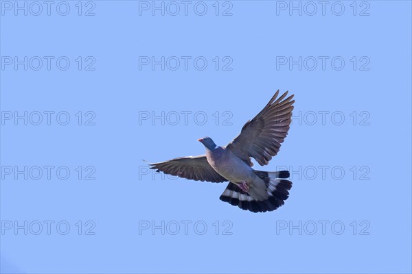 Common wood pigeon