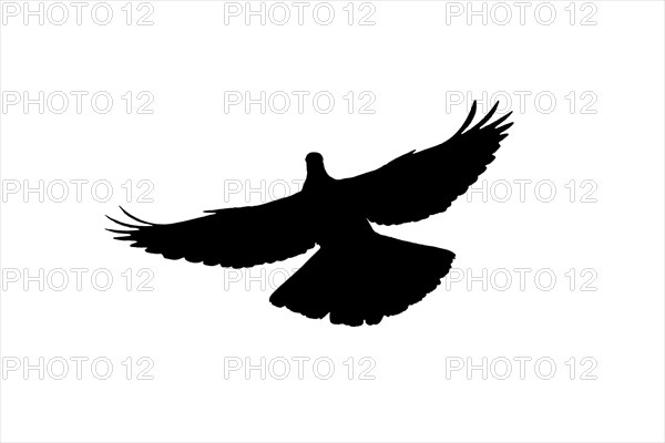 Silhouette of common wood pigeon