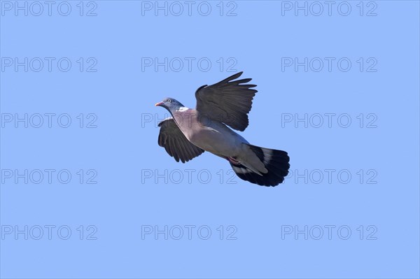 Common wood pigeon