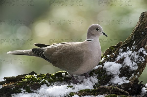 Eurasian Collared Dove