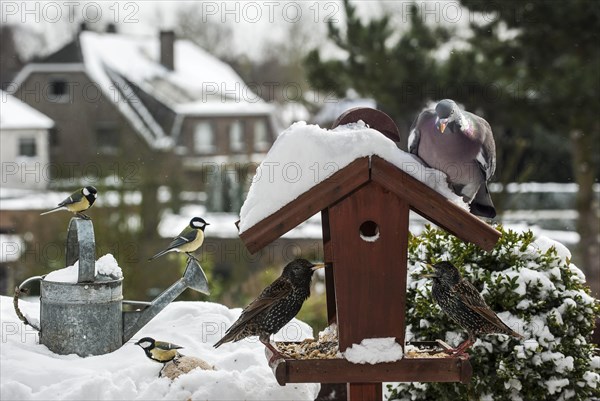 Common Starlings