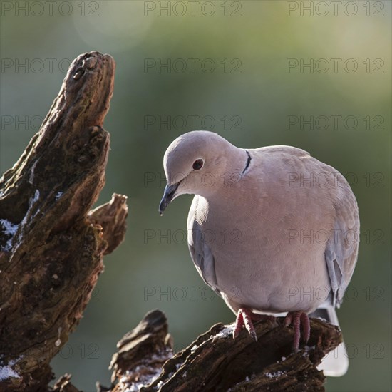 Eurasian Collared Dove