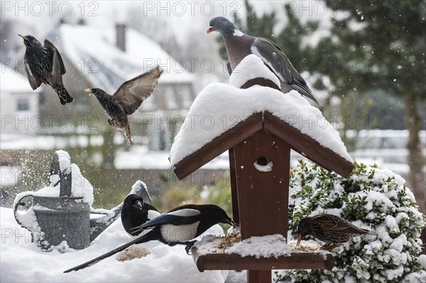 Common Starlings