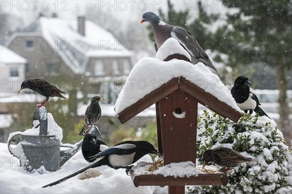 Common Starlings