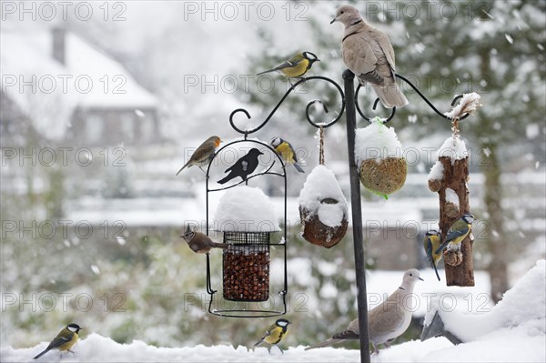 Songbirds feeding on nuts