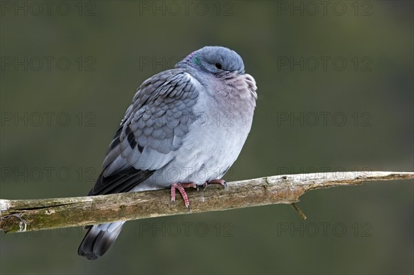 Stock dove