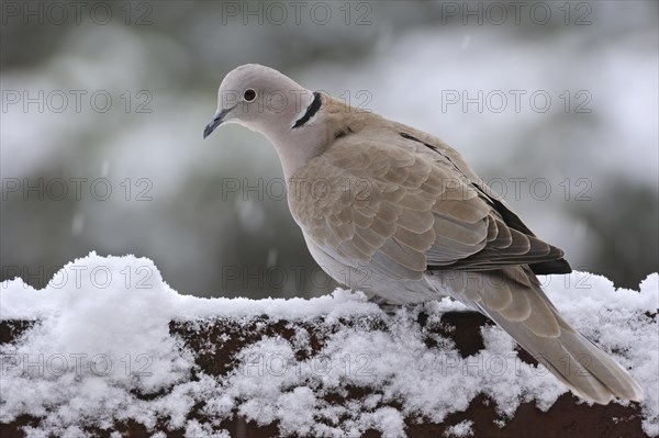 Eurasian collared dove