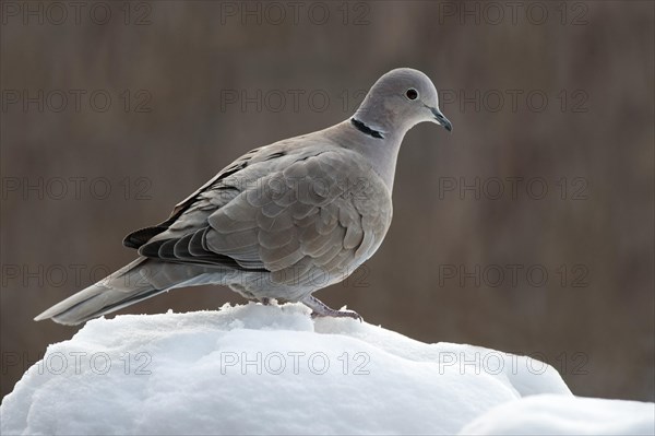 Eurasian Collared Dove