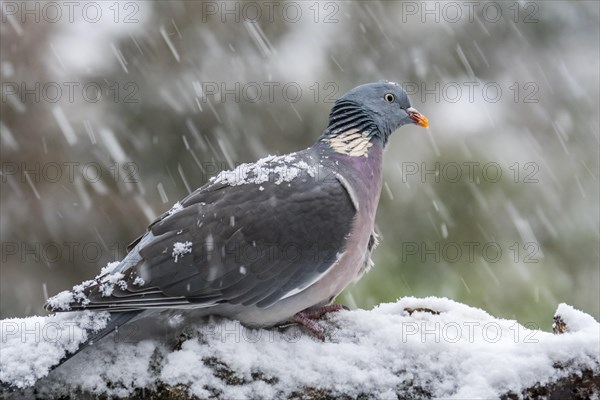 Common wood pigeon