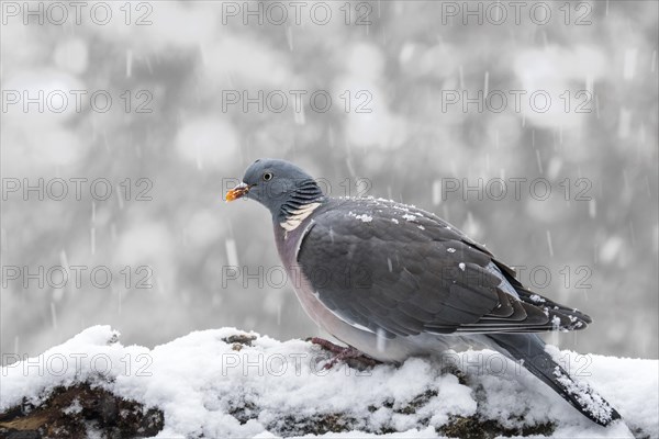 Common wood pigeon