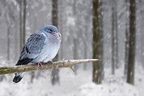 Stock dove