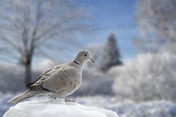 Eurasian collared dove