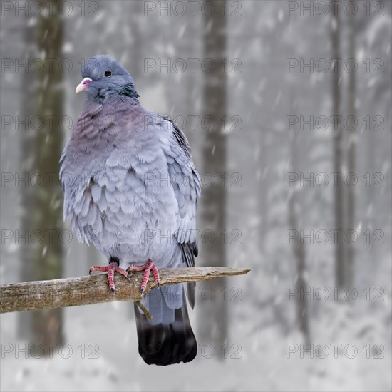 Stock dove