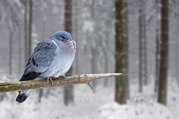 Stock dove