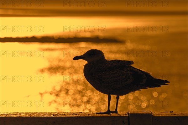 Juvenile European herring gull