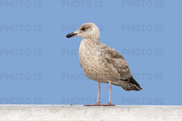 Juvenile European herring gull