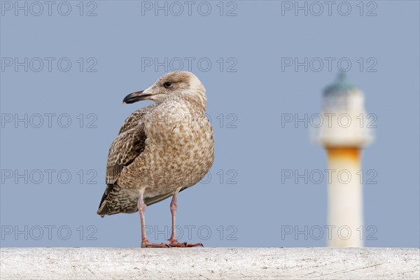 Juvenile European herring gull