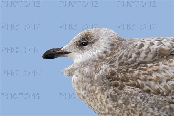 Juvenile European herring gull