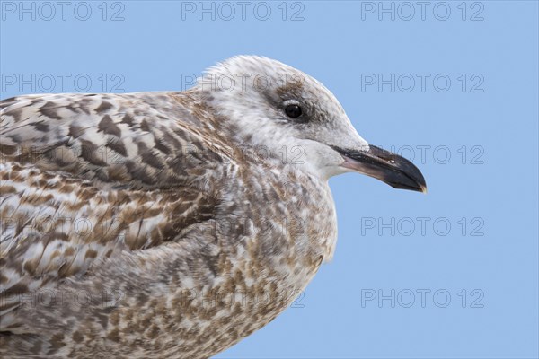 Juvenile European herring gull