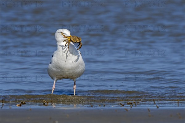 European herring gull