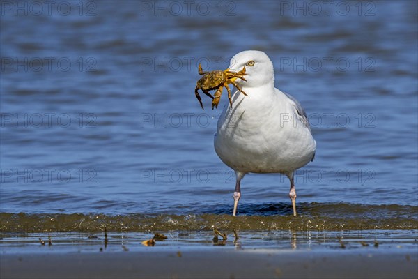 European herring gull