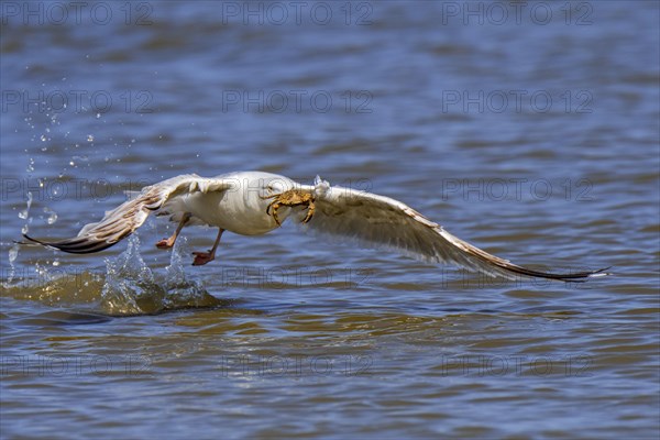 European herring gull