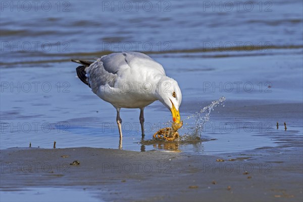 European herring gull