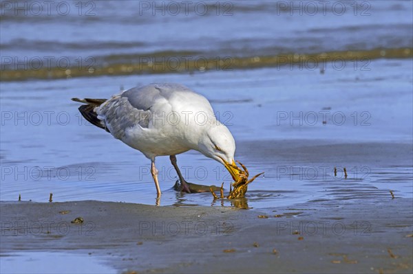 European herring gull