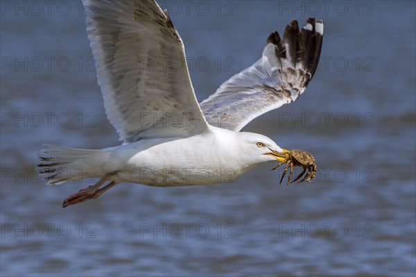 European herring gull