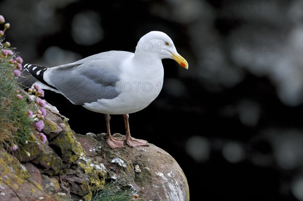 European Herring Gull