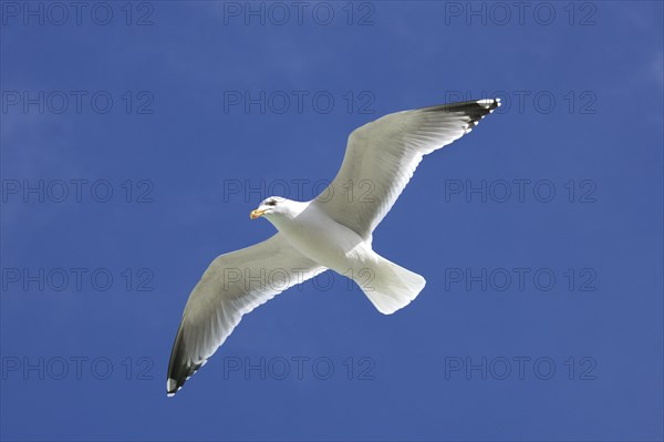 Herring gull