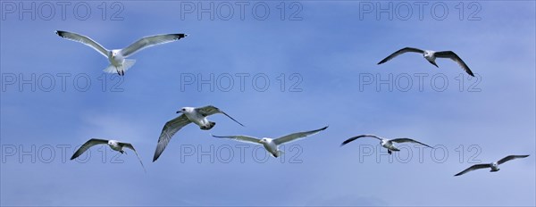 Herring gulls