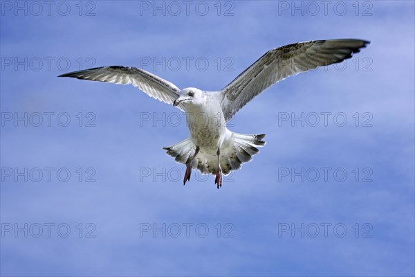 Herring gull