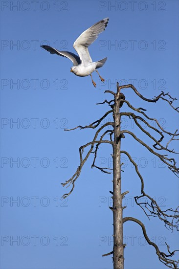 Herring gull