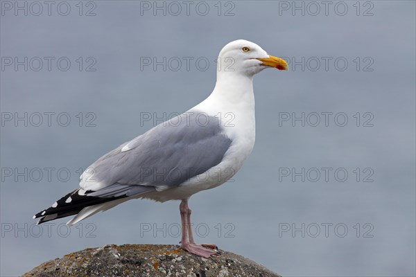 European Herring Gull