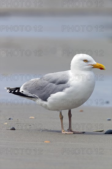 European Herring Gull