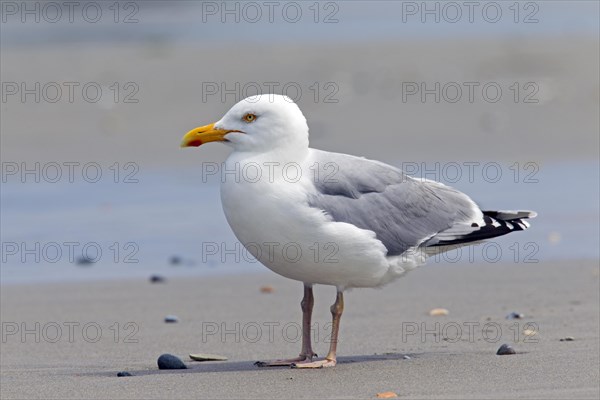 European Herring Gull