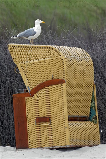 European Herring Gull