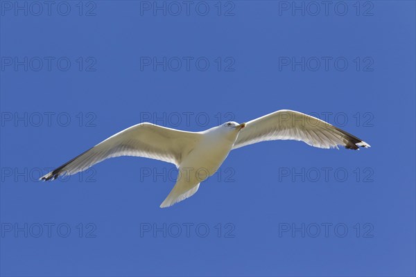 European Herring Gull