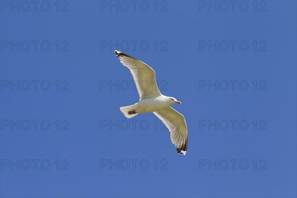 European Herring Gull