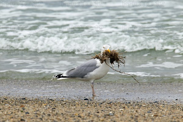 European Herring Gull