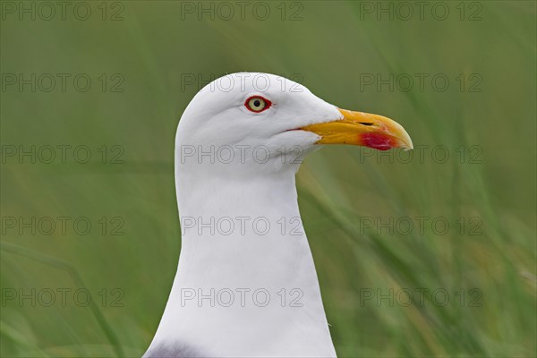 European Herring Gull