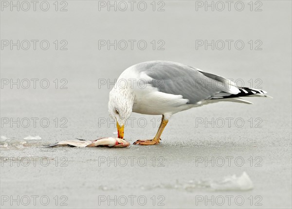 European Herring Gull