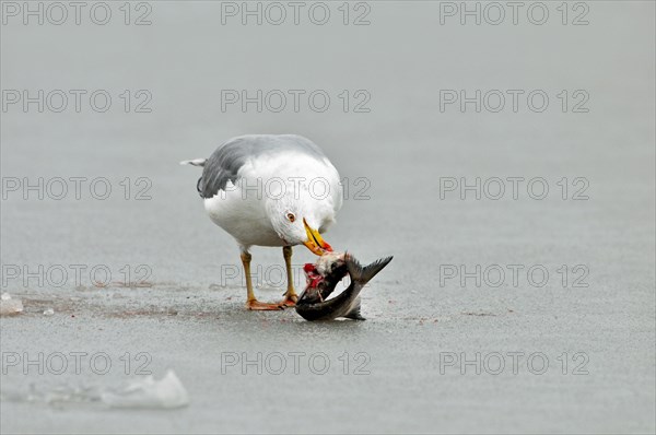 European Herring Gull