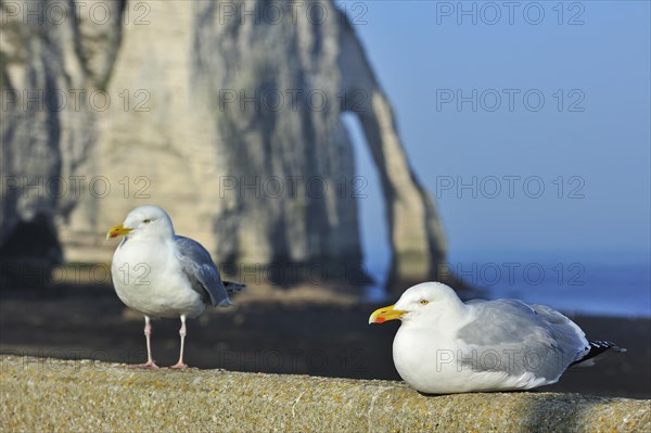 Herring gulls